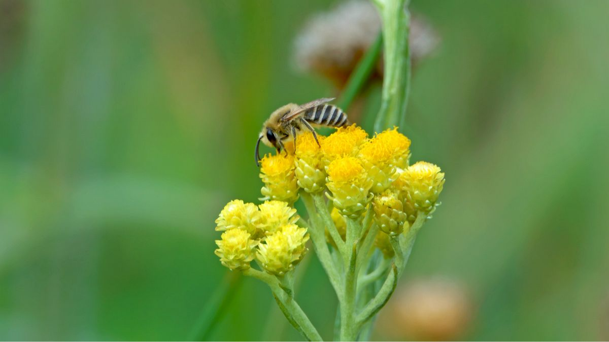 Seidenbiene, männlich