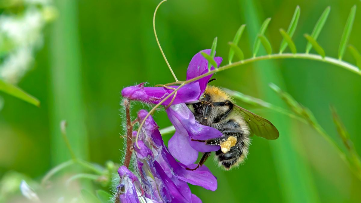Ackerhummel