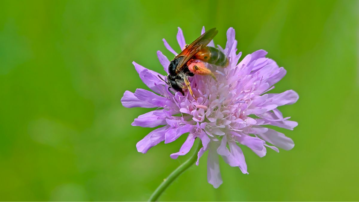 Knautien-Sandbiene, Weibchen