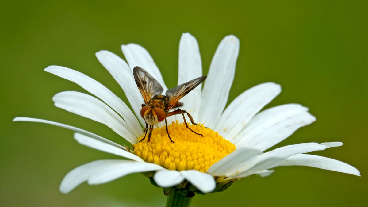Breitflügelige Raupenfliege