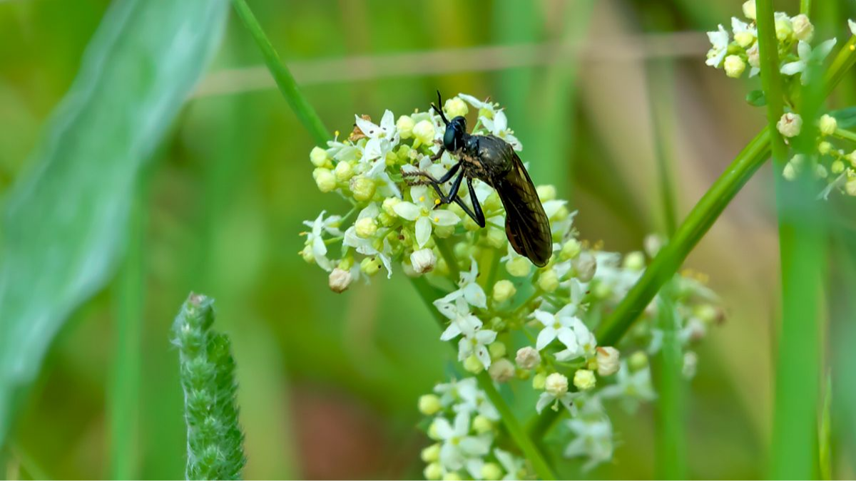 Schwarze Habichtsfliege, Weibchen