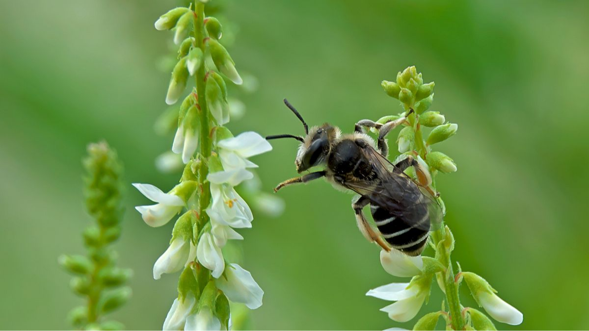 Ovale Kleesandbiene